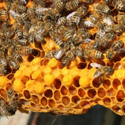 Vermont Honey Bees Mcfarline Apiaries