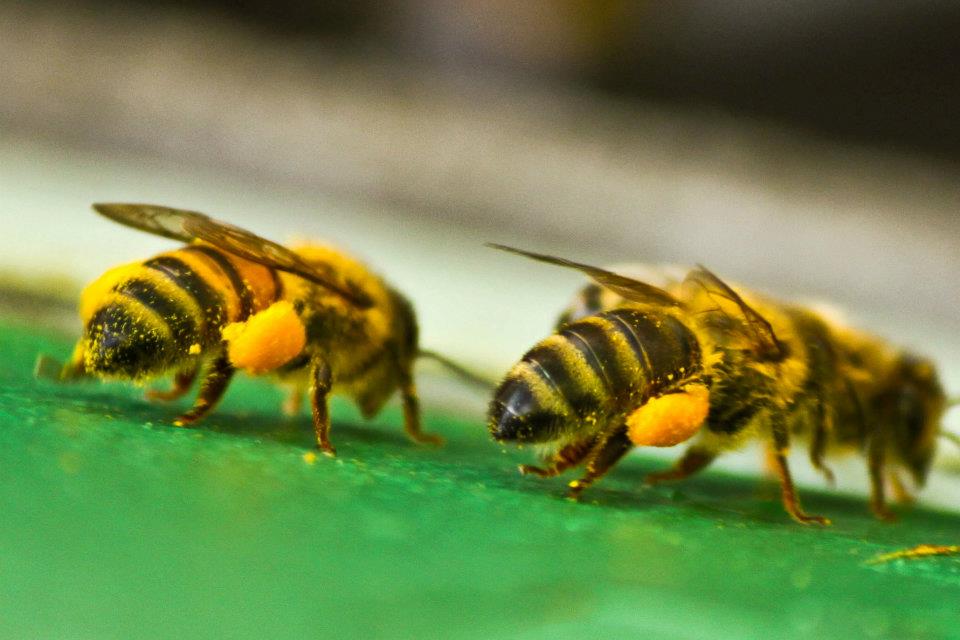 Bee Breeding Program McFarline Apiaries